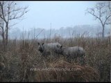 Indian rhinoceros(Rhinoceros unicornnis) - Fifth largest land animal