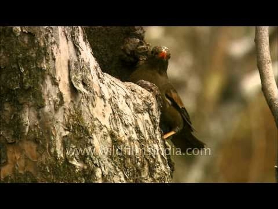 Grey-winged Blackbird at Satputa National Park