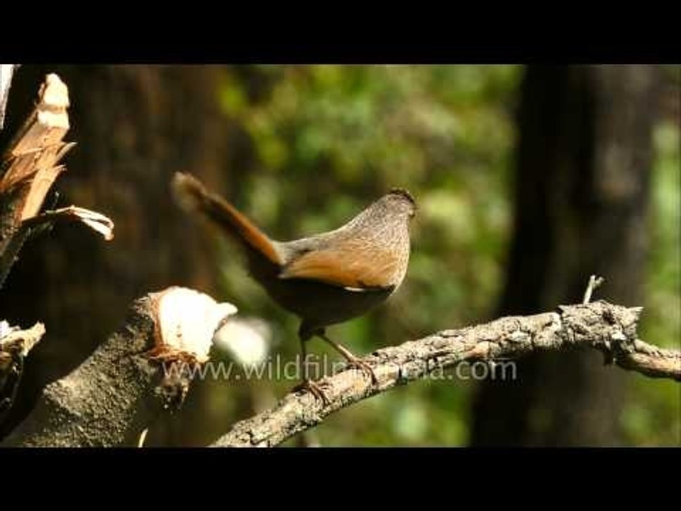 Streaked Laughing Thrush in Uttarakhand