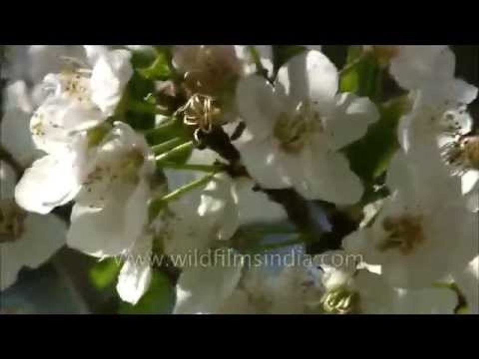 Plum blossoms in the Himalayan spring