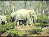 Elephants raid the tea gardens at Letekujan in Assam