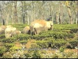 Elephants raid Letekujan tea garden in Assam