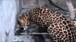 Leopard ( Panthera pardus) the smallest of the four big cats
