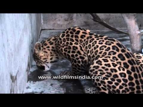 Leopard ( Panthera pardus) the smallest of the four big cats