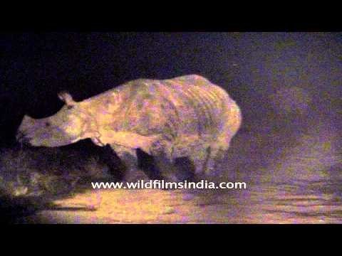Indian Rhino sighted during night safari at Kaziranga National Park