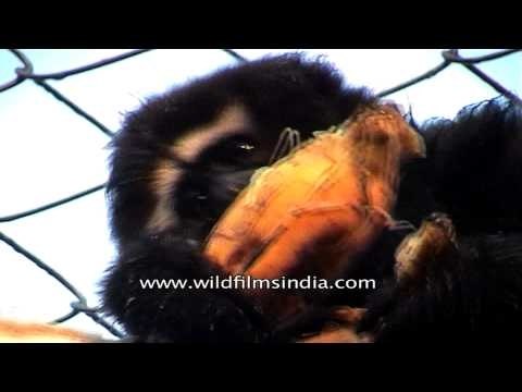 Western Hoolock gibbon in enclosure at Kaziranga National Park