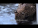 Leopard (Panthera pardus): one of the smallest big cats in the world