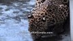 Leopard (Panthera pardus): one of the smallest big cats in the world