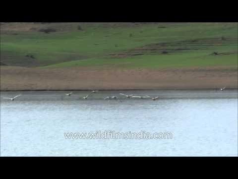 Flock of Bar-headed geese in flight