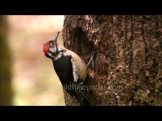 Himalayan Pied Woodpecker