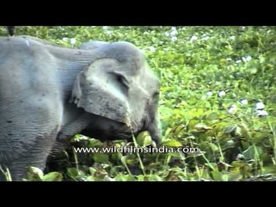 Indian elephant (Elephas maximus indicus) in Kaziranga National Park