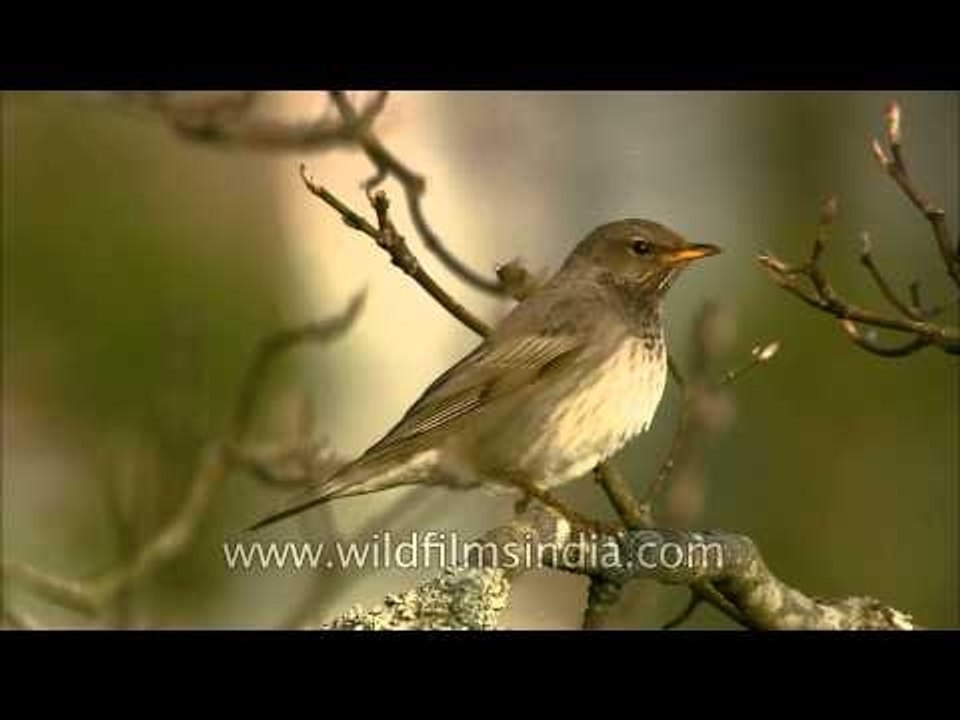 Dark-throated Thrush