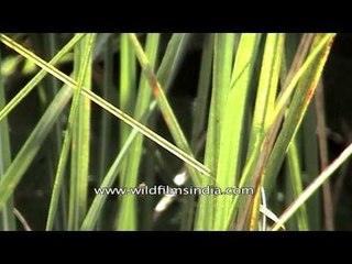 Grassland of Kaziranga National Park