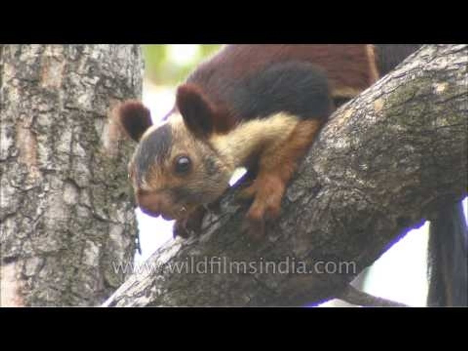 Giant Malabar Squirrel in Satpura Tiger Reserve