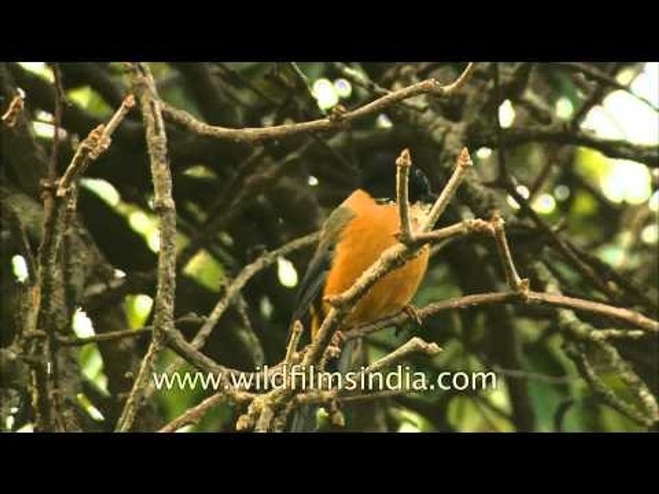 Two beautiful Himalayan birds: Verditer Flycatcher and Rufous Sibia