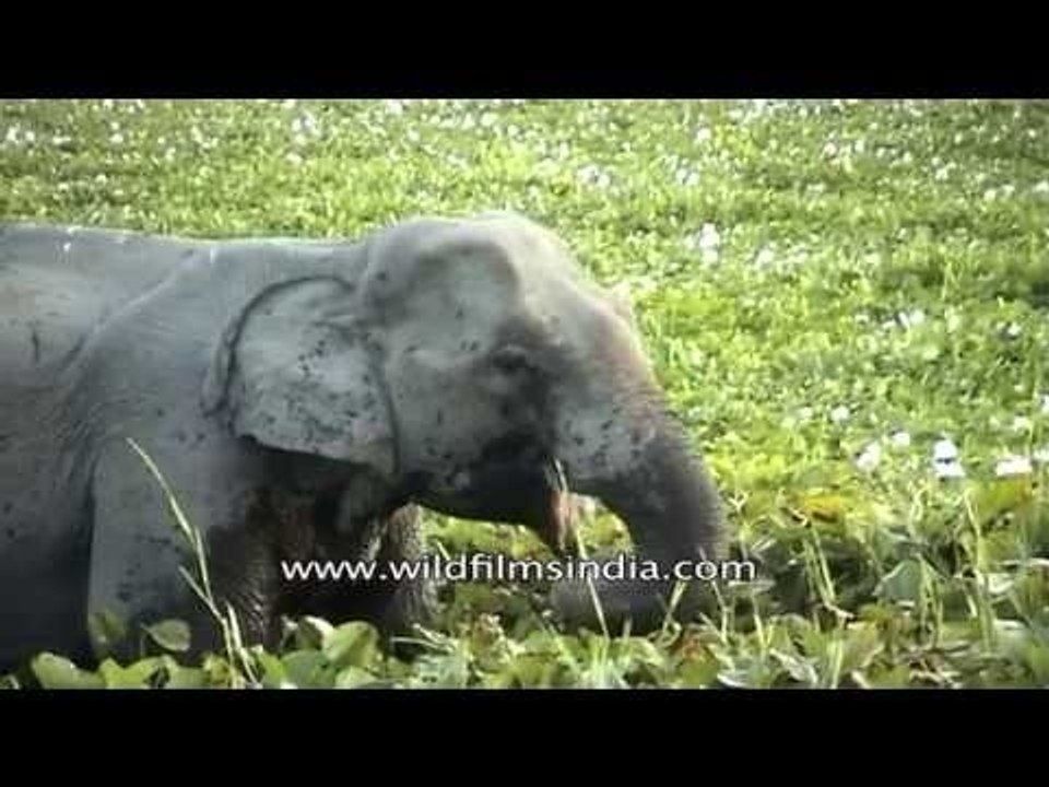 Indian elephant eating aquatic plants at Kaziranga National Park