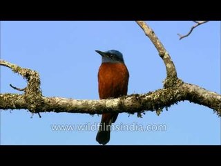 Male Chestnut-bellied Rock Thrush perched on a branch