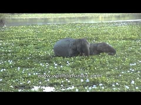 Elephant at Kaziranga National Park, Assam