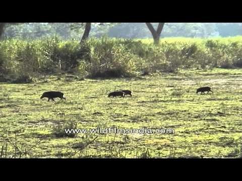 Wild boar (Sus Scrofa) in the forest of Kaziranga