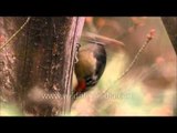 Himalayan Pied Woodpecker pecking a tree hole