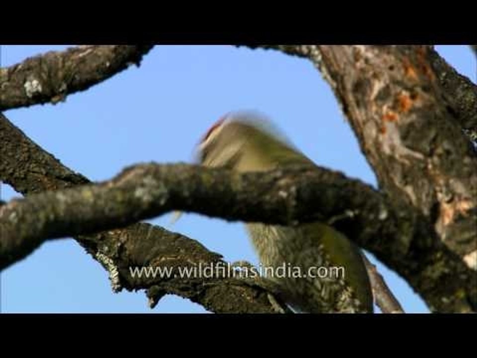 Scaly bellied Woodpecker at Landour, Uttarakhand