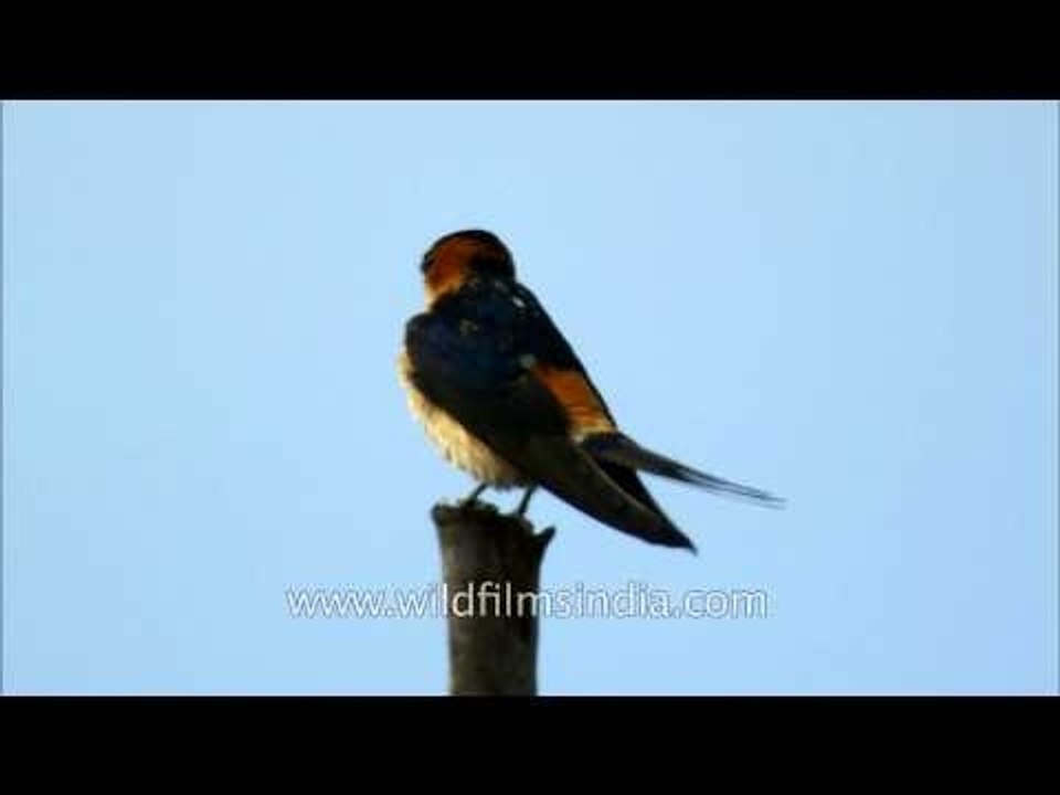 Red-rumped Swallow sunbathing and preening on a tree
