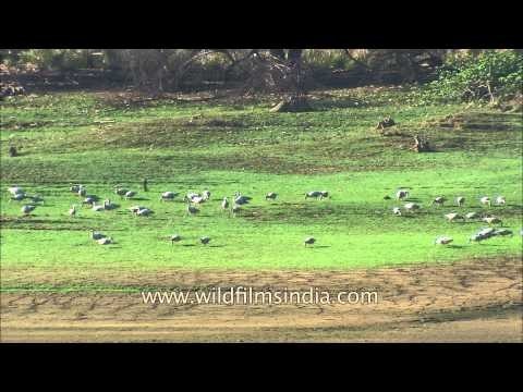 Bar-headed Geese foraging in Satpura National Park