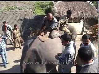 Injured elephant getting its treatment in Assam
