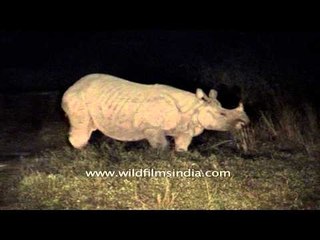 One-horned rhino : one of the rarest mammal of the world