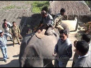 Anaesthesia, injection and anti-septic cream used for treating elephant