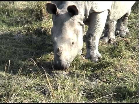 Indian rhino foraging in Kaziranga National Park's grasslands