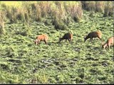 Herd of Swamp deer grazing grazing at kaziranga National Park