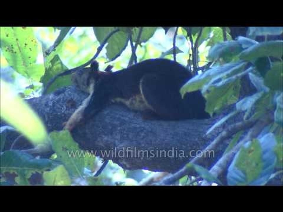 Malabar Giant Squirrel - most beautiful of Indian Squirrel