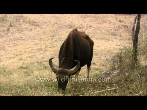 Indian Bison at Satpura National Park