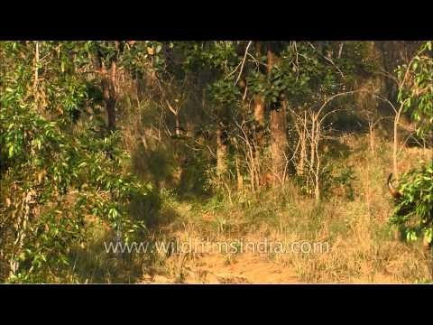 Gaur, the largest extant bovine found at Satpura National Park