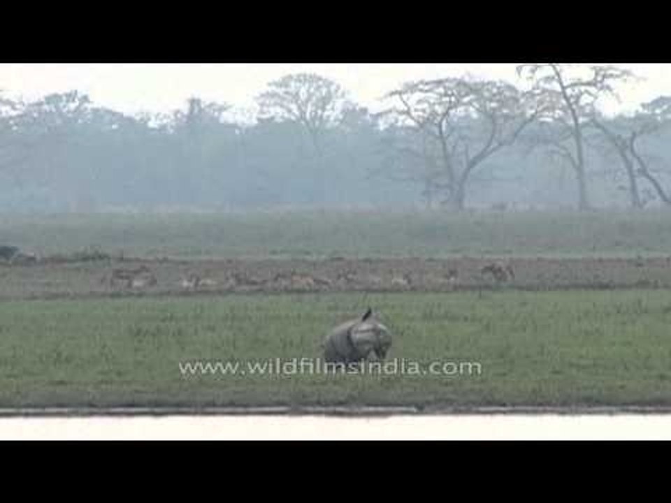 Indian one-horned rhino foraging in marshland, Kaziranga National Park