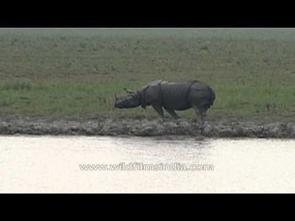 Indian rhino intimidates other rhino into retreating from his territory