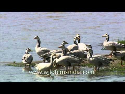 Bar-headed geese foraging on the bank of the Denwa at Satpura National Park