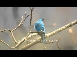Verditer Flycatcher