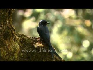 Ashy Drongo (Dicrurus leucophaeus)