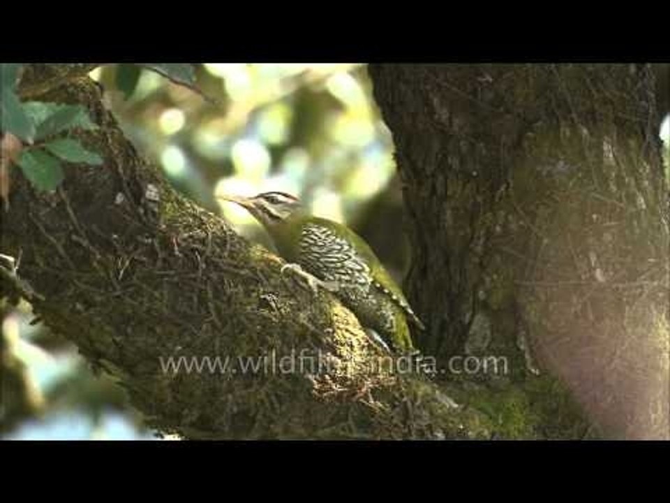 Scaly-bellied Woodpecker