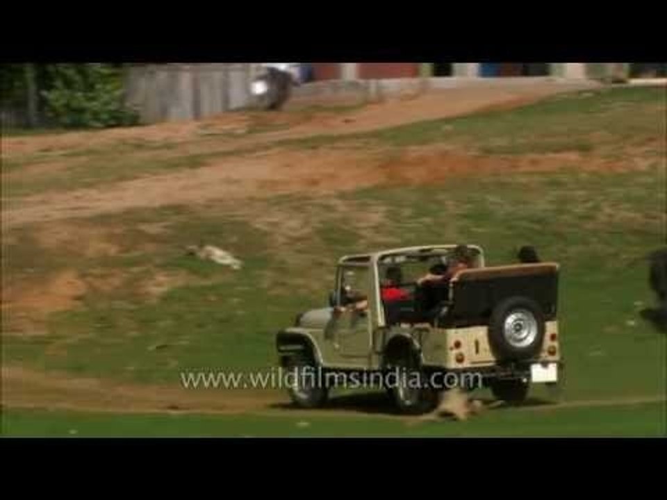 Tourists begin a day of safari in their jeep, Satpura National Park