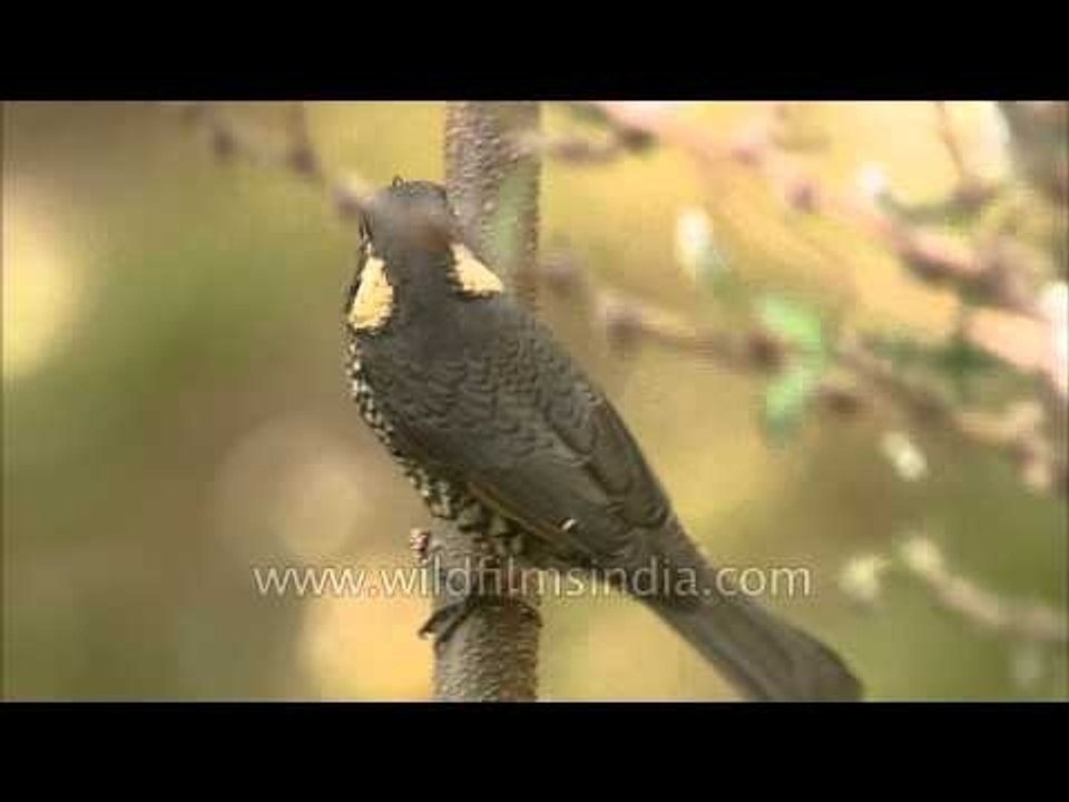 Female Chestnut bellied Rock Thrush