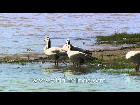 Bar-headed Geese on banks of Denwa River, Satpura National Park