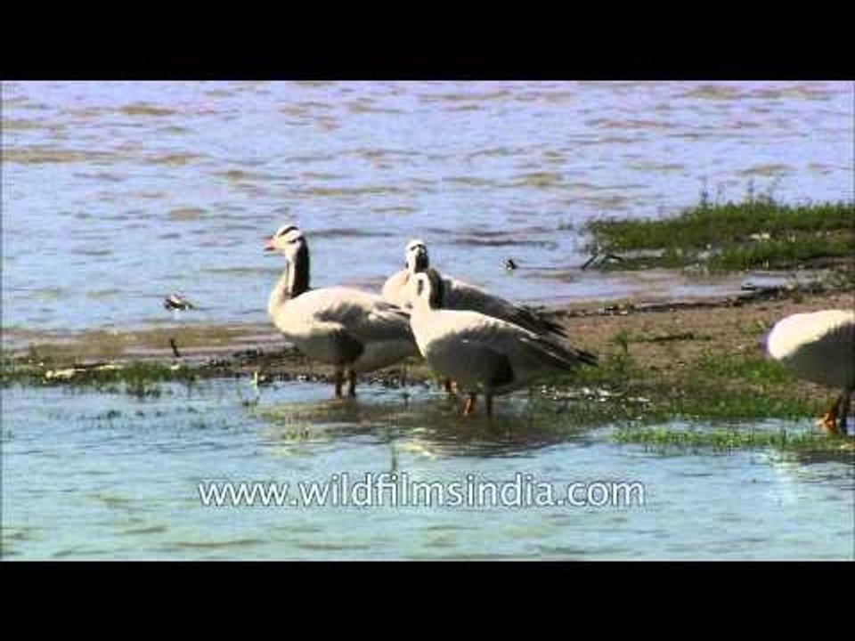 Bar-headed Geese on banks of Denwa River, Satpura National Park