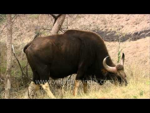 Gaur, the largest extant bovine - Satpura National Park