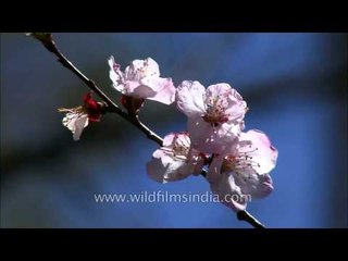Apricot blossom in Landour, Uttarakhand, India