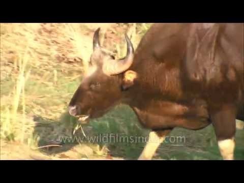 Gaur or Indian Bison grazing at Satpura National Park