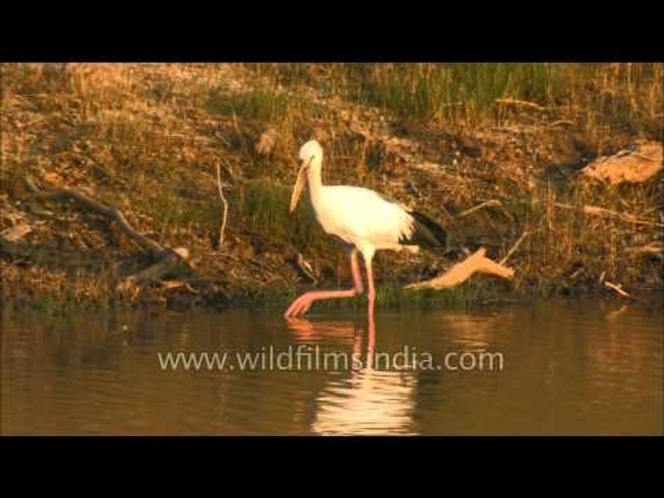 Asian Openbill Stork (Anastomus oscitans), a large wading bird