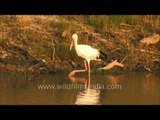 Asian Openbill Stork (Anastomus oscitans), a large wading bird